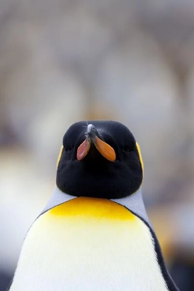 King penguin (Aptenodytes patagonicus), Gold Harbour, South Georgia, Antarctic
