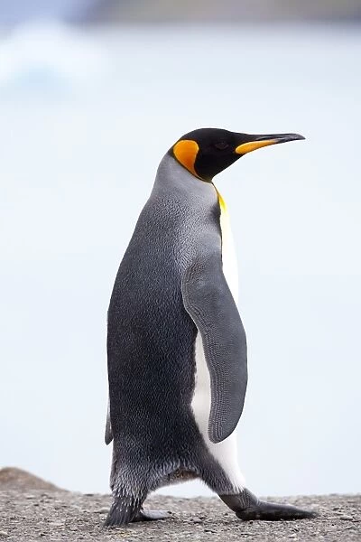 King penguin (Aptenodytes patagonicus), Gold Harbour, South Georgia, Antarctic