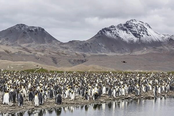 King penguin (Aptenodytes patagonicus) breeding colony at Fortuna Bay, South Georgia, South Atlantic Ocean, Polar Regions