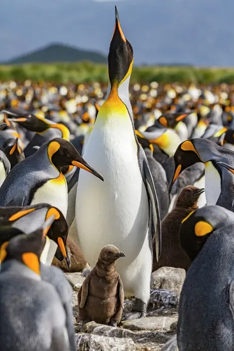 Framed Print : King penguin (Aptenodytes patagonicus) adult and chick at breeding and nesting colony at Salisbury Plain, South Georgia, Polar Regions Framed Print : King penguin (Aptenodytes patagonicus) adult and chick at breeding and nesting colony at Salisbury Plain, South Georgia, Polar Regions