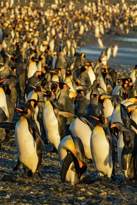 Framed Print : King penguin (Aptenodytes patagonicus) breeding and nesting colony at Salisbury Plain in the Bay of Isles, South Georgia, Southern Ocean, Polar Regions Framed Print : King penguin (Aptenodytes patagonicus) breeding and nesting colony at Salisbury Plain in the Bay of Isles, South Georgia, Southern Ocean, Polar Regions