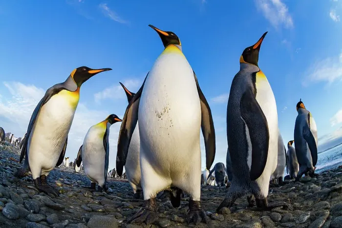 Framed Print : King penguin (Aptenodytes patagonicus) breeding and nesting colony at Salisbury Plain in the Bay of Isles, South Georgia, Southern Ocean, Polar Regions