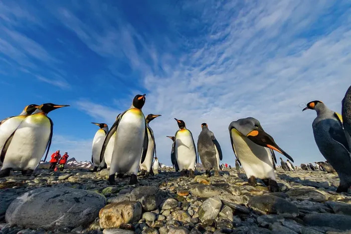 Framed Print : King penguin (Aptenodytes patagonicus) breeding and nesting colony at Salisbury Plain in the Bay of Isles, South Georgia, Southern Ocean, Polar Regions