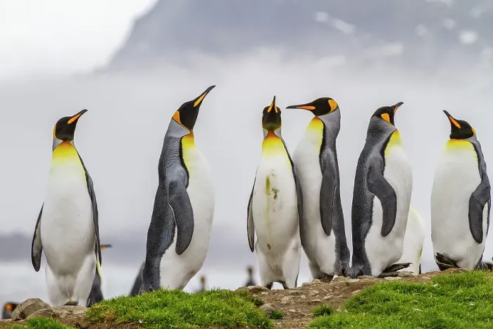 Framed Print : King penguin (Aptenodytes patagonicus) breeding and nesting colony at St. Andrews Bay on South Georgia, Southern Ocean, Polar Regions
