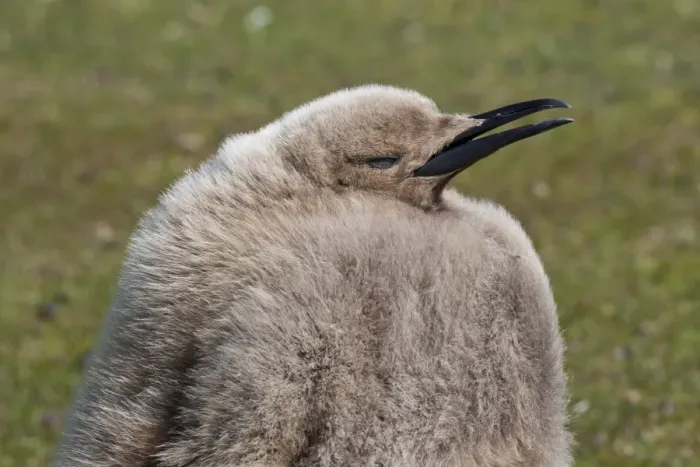 Framed Print : King penguin (Aptenodytes patagonicus) chick, the Neck, Saunders Island, Falkland Islands, South America Framed Print : King penguin (Aptenodytes patagonicus) chick, the Neck, Saunders Island, Falkland Islands, South America