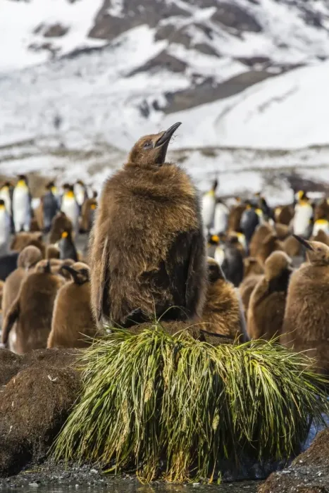 Framed Print : King penguin (Aptenodytes patagonicus) chicks, Gold Harbour, South Georgia Island, South Atlantic Ocean, Polar Regions Framed Print : King penguin (Aptenodytes patagonicus) chicks, Gold Harbour, South Georgia Island, South Atlantic Ocean, Polar Regions