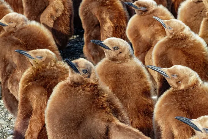 Framed Print : King penguin (Aptenodytes patagonicus) chicks (okum boys) at nesting colony at Salisbury Plain, South Georgia, Polar Regions Framed Print : King penguin (Aptenodytes patagonicus) chicks (okum boys) at nesting colony at Salisbury Plain, South Georgia, Polar Regions