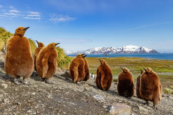 Framed Print : King penguin (Aptenodytes patagonicus) chicks (okum boys) at nesting colony at Salisbury Plain, South Georgia, Polar Regions Framed Print : King penguin (Aptenodytes patagonicus) chicks (okum boys) at nesting colony at Salisbury Plain, South Georgia, Polar Regions