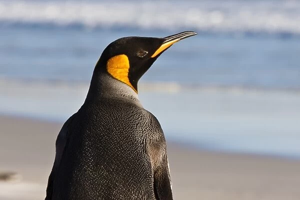 King penguin (Aptenodytes patagonicus) close up, The Neck, Saunders Island, Falkland Islands, South America