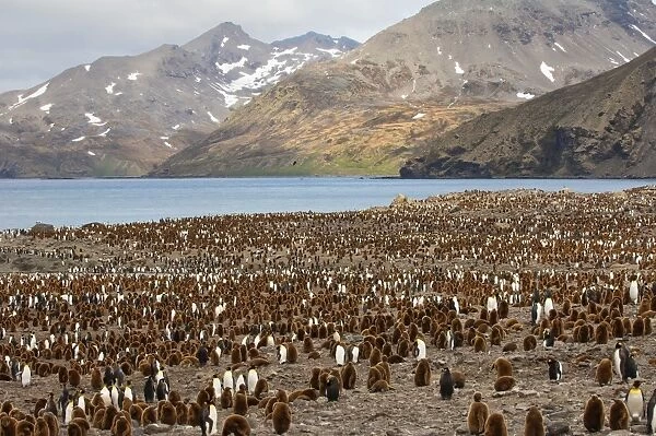 King penguin (Aptenodytes patagonicus) colony, St. Andrews Bay, South Georgia Island, Polar Regions