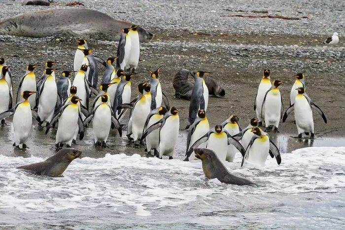 Framed Print : King penguin (Aptenodytes patagonicus) entering the sea from the beach at Salisbury Plain, South Georgia, Polar Regions Framed Print : King penguin (Aptenodytes patagonicus) entering the sea from the beach at Salisbury Plain, South Georgia, Polar Regions