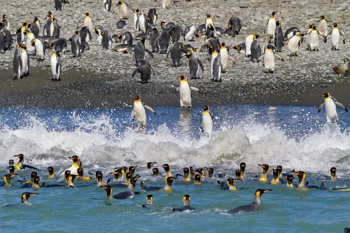 Framed Print : King penguin (Aptenodytes patagonicus) entering the sea from the beach at Salisbury Plain, South Georgia, Polar Regions Framed Print : King penguin (Aptenodytes patagonicus) entering the sea from the beach at Salisbury Plain, South Georgia, Polar Regions