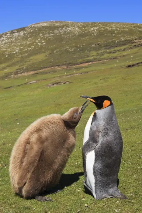 Framed Print : King penguin (Aptenodytes patagonicus) feeding chick inland, the Neck, Saunders Island, Falkland Islands, South America Framed Print : King penguin (Aptenodytes patagonicus) feeding chick inland, the Neck, Saunders Island, Falkland Islands, South America