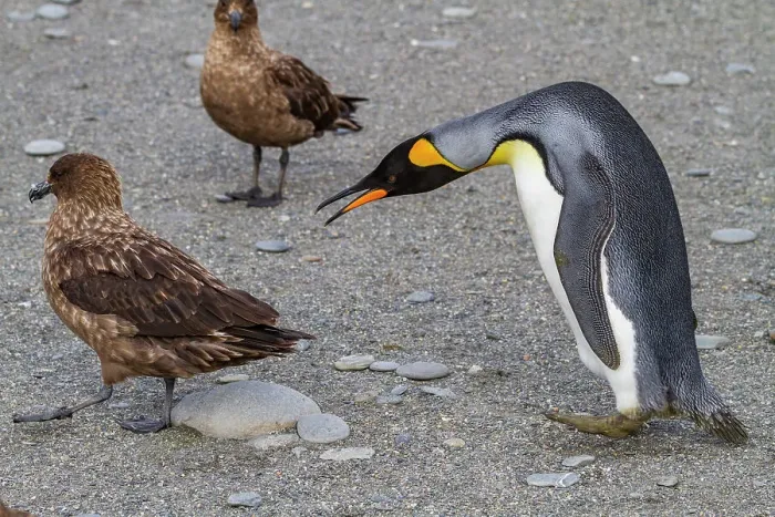Framed Print : King penguin (Aptenodytes patagonicus) with skua at breeding and nesting colony at St. Andrews Bay on South Georgia, Southern Ocean, Polar Regions