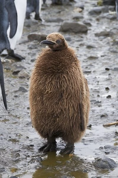 King penguin chick, Salisbury Plain, South Georgia, South Atlantic