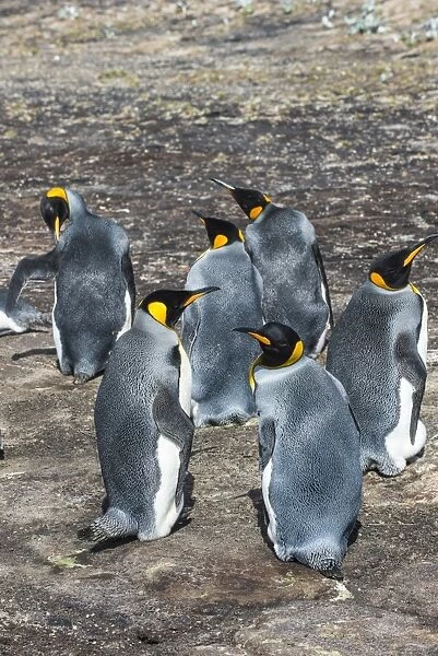 King penguin colony (Aptenodytes patagonicus), Saunders Island, Falklands, South America