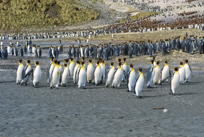 Framed Print : King Penguin colony (Aptenodytes patagonicus), Right Whale Bay, South Georgia Island Framed Print : King Penguin colony (Aptenodytes patagonicus), Right Whale Bay, South Georgia Island