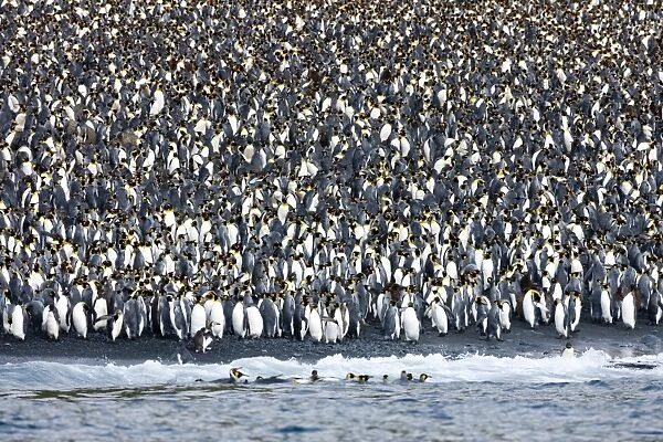 King penguin colony (Aptenodytes patagonicus), Macquarie Island, Sub-Antarctic