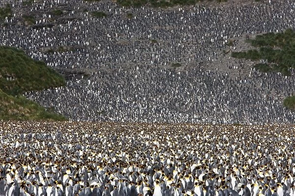 King penguin colony (Aptenodytes patagonicus), Salisbury Plain, South Georgia