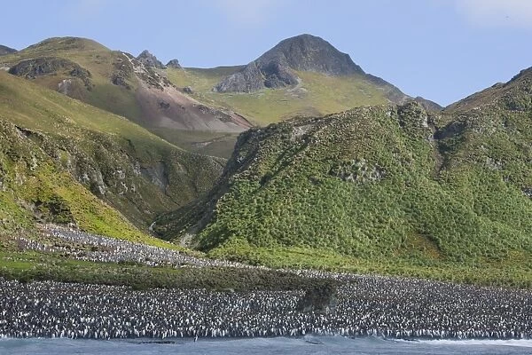 King penguin colony (Aptenodytes patagonicus), Macquarie Island, Sub-Antarctic