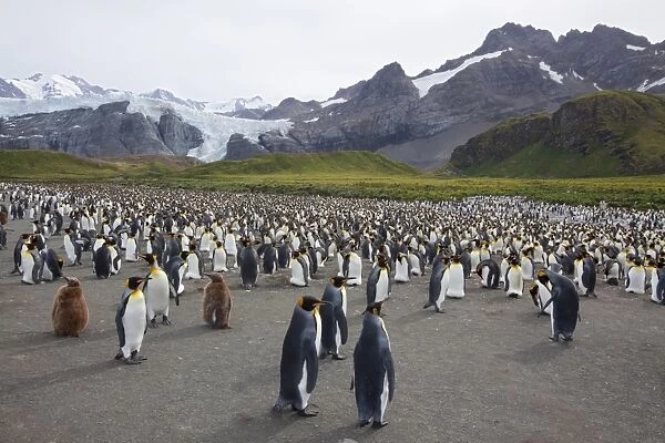 King penguin colony (Aptenodytes patagonicus), Gold Harbour, South Georgia
