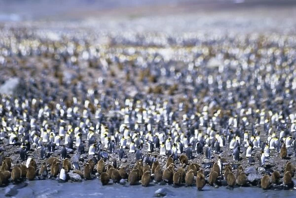 King penguin colony (rookery)