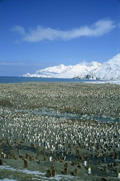 King penguin colony, St