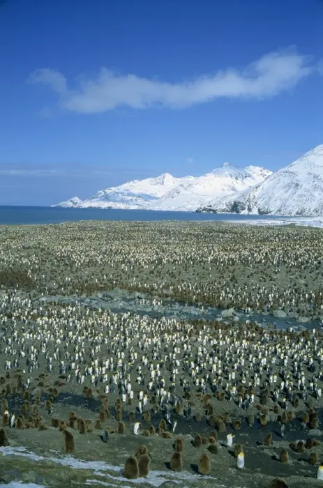 Framed Print : King penguin colony, St Framed Print : King penguin colony, St