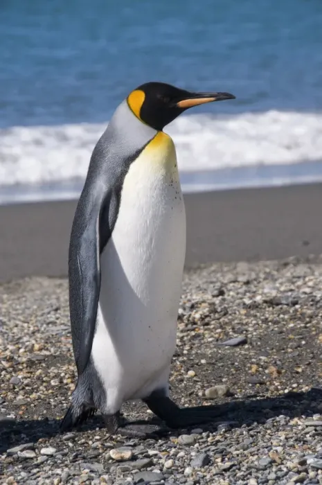 Framed Print : King penguin, Moltke Harbour, Royal Bay, South Georgia, South Atlantic Framed Print : King penguin, Moltke Harbour, Royal Bay, South Georgia, South Atlantic