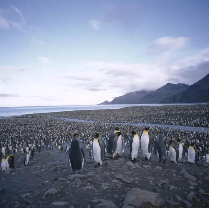 Framed Print : King penguin rookery Framed Print : King penguin rookery