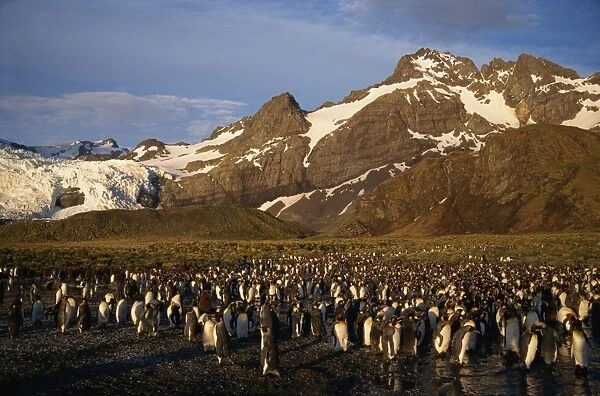 King penguin rookery, South Georgia, Polar Regions