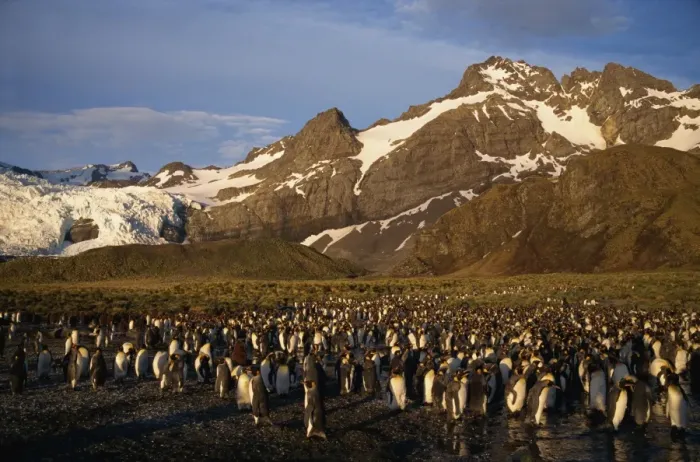 Framed Print : King penguin rookery, South Georgia, Polar Regions