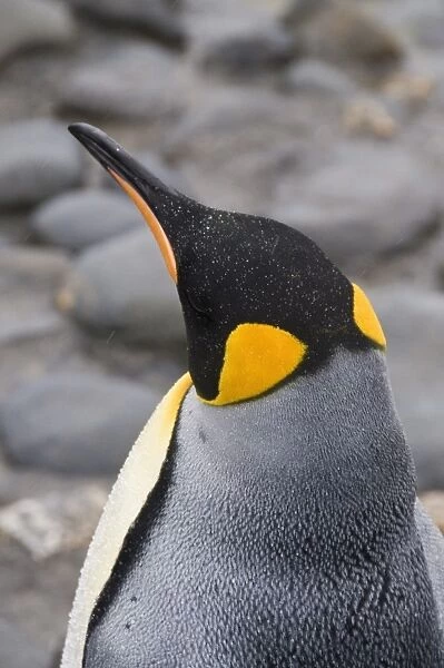 King penguin, Salisbury Plain, South Georgia, South Atlantic