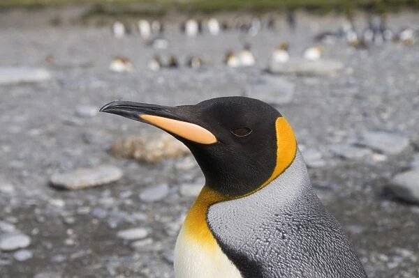 King penguin, St. Andrews Bay, South Georgia, South Atlantic