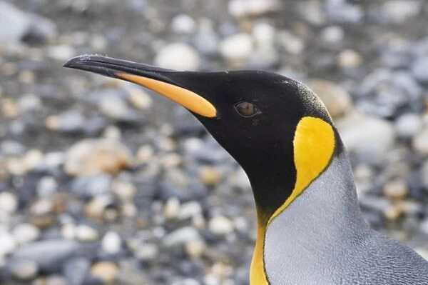 King penguin, St. Andrews Bay, South Georgia, South Atlantic
