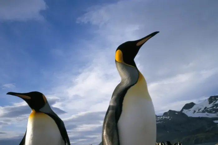 Framed Print : King penguins Framed Print : King penguins