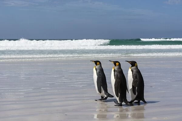 Three king penguins (Aptenodytes patagonica) walking on Volunteer Point beach, Falkland Islands
