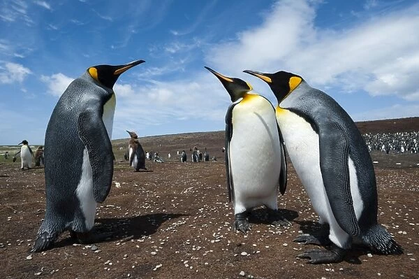 King penguins (Aptenodytes patagonica) fighting, Falkland Islands, South America