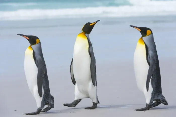 Framed Print : Three king penguins (Aptenodytes patagonica) walking to the sea on a sandy beach Framed Print : Three king penguins (Aptenodytes patagonica) walking to the sea on a sandy beach
