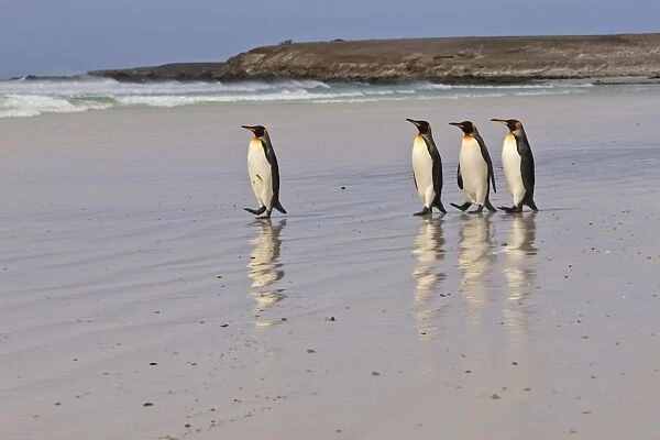King penguins (Aptenodytes patagonicus) in a line on a white sand beach, Volunteer Point, East Falkland, Falkland Islands, South America