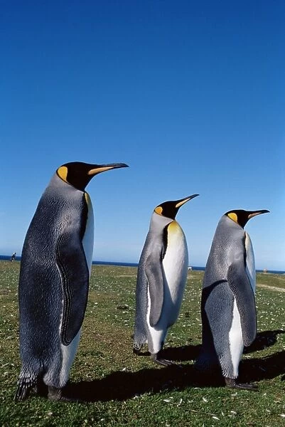 King penguins (Aptenodytes patagonicus), Volunteer Point, East Falkland