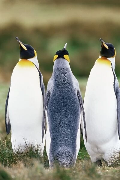King penguins (Aptenodytes patagonicus), Volunteer Point, East Falkland