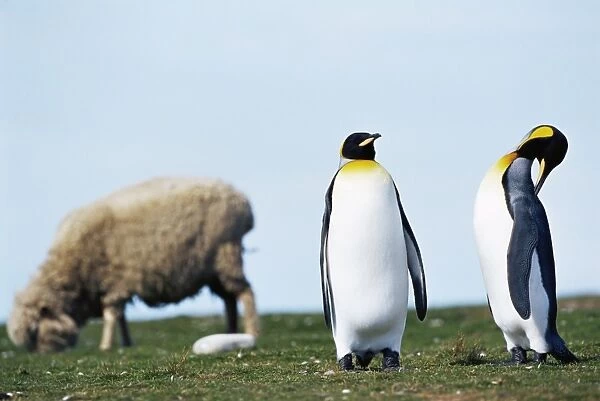 King penguins (Aptenodytes patagonicus) sharing their territory with a sheep