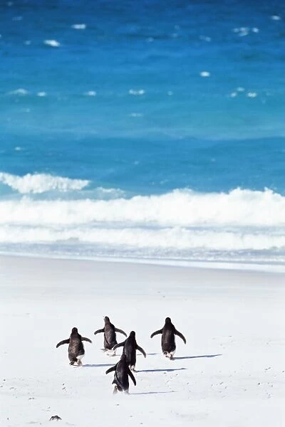 King penguins (Aptenodytes patagonicus) running into the sea, Volunteer Point