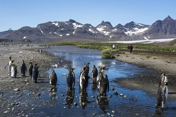 King penguins (Aptenodytes patagonicus), Salisbury Plain, South Georgia, Antarctica