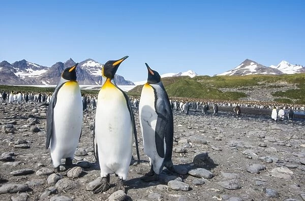 King penguins (Aptenodytes patagonicus), Salisbury Plain, South Georgia, Antarctica
