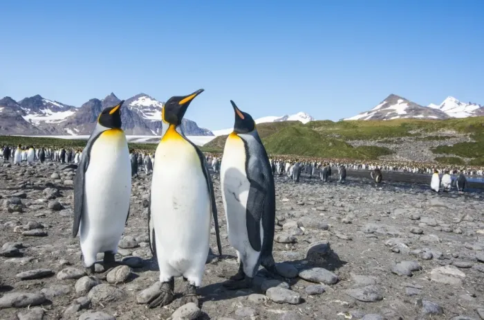 Framed Print : King penguins (Aptenodytes patagonicus), Salisbury Plain, South Georgia, Antarctica Framed Print : King penguins (Aptenodytes patagonicus), Salisbury Plain, South Georgia, Antarctica