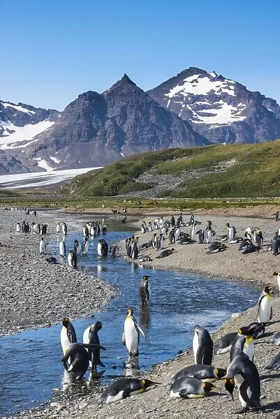 King penguins (Aptenodytes patagonicus) in beautiful scenery, Salisbury Plain, South Georgia