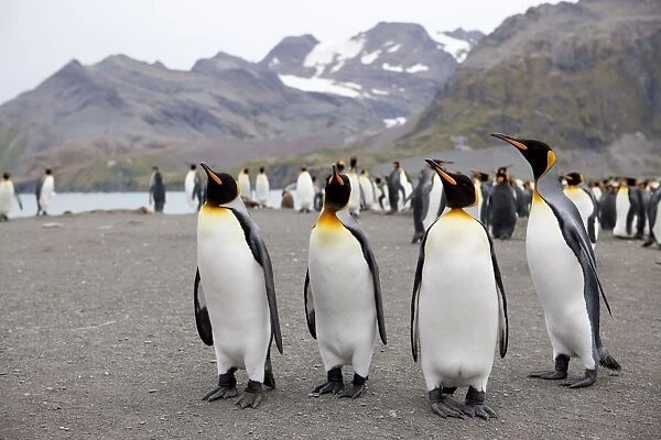 King penguins (Aptenodytes patagonicus), Gold Harbour, South Georgia, Antarctic