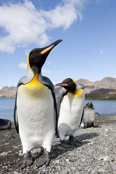 King penguins (Aptenodytes patagonicus), Husvik Island, Antarctic, Polar Regions